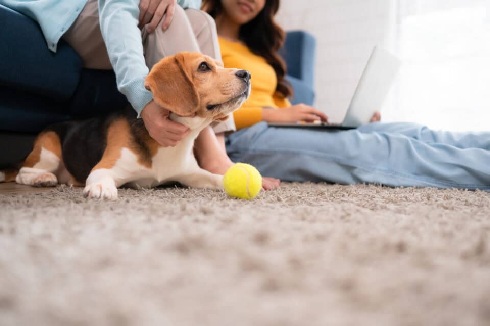 why hire professionals to fix carpet damage by pets